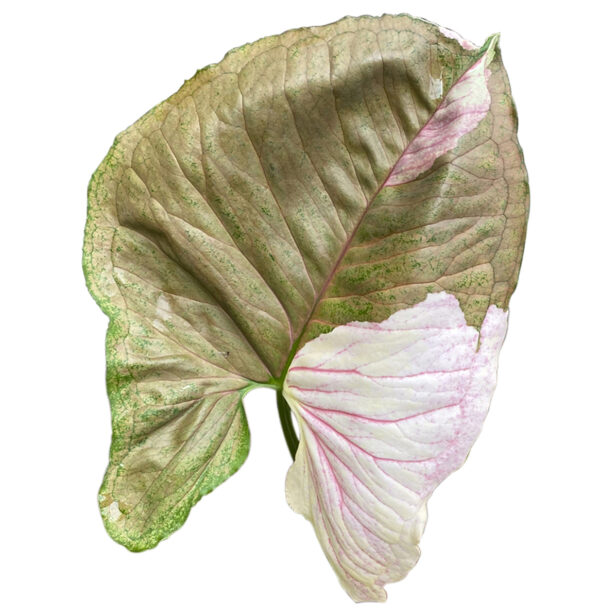 Syngonium Podophyllum 'Strawberry Ice' - Image 2