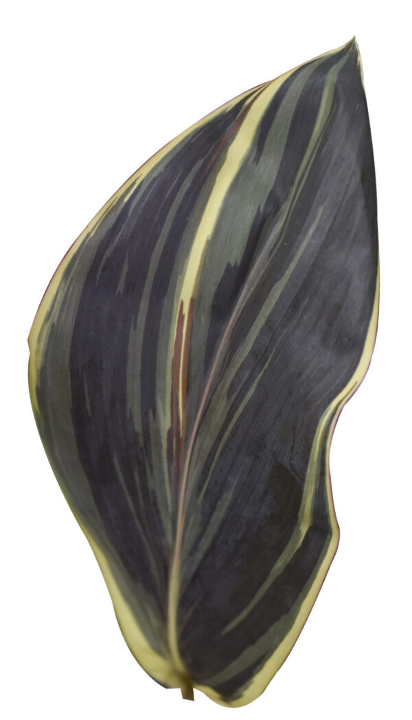 Cordyline Fruticosa 'Chocolate Queen' - Image 2
