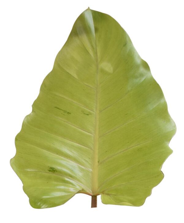 Philodendron Jungle fever - Image 3