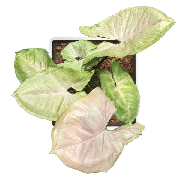 Syngonium Podophyllum 'Bold allusion' (Or Elephant Ear T24) - Image 4