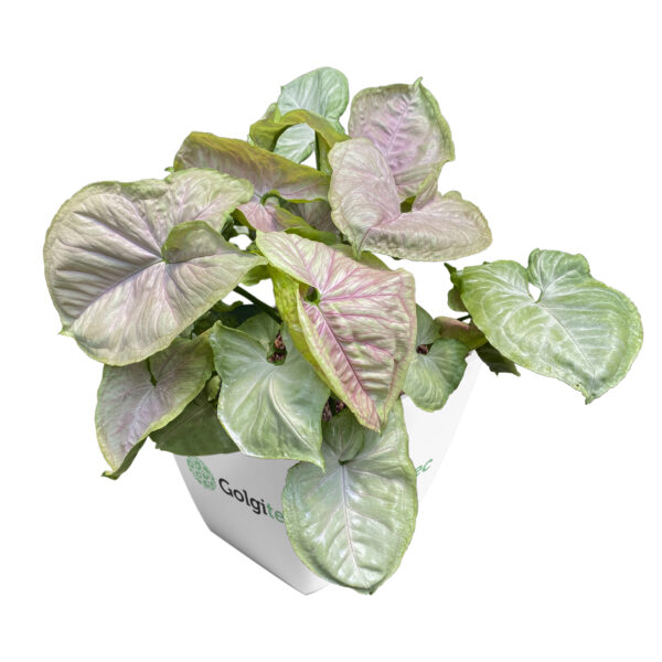 Syngonium Podophyllum 'Bold allusion' (Or Elephant Ear T24)
