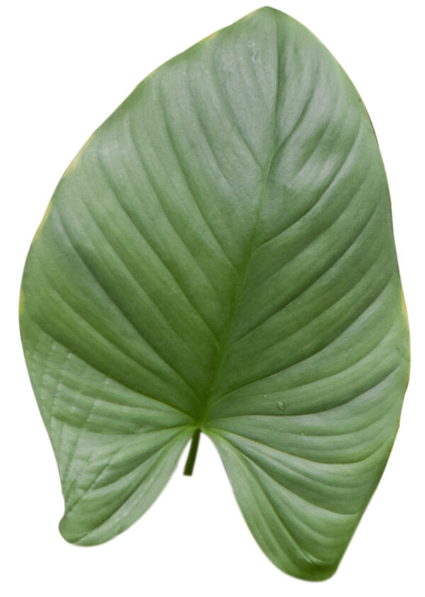 Homalomena Pendula - Image 2
