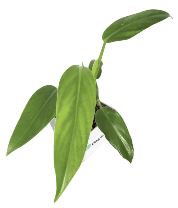 Philodendron Domesticum