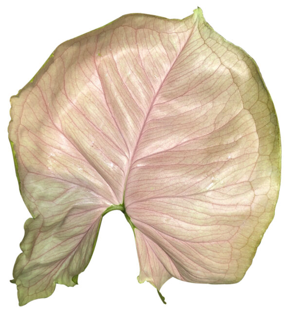 Syngonium Podophyllum 'Bold allusion' (Or Elephant Ear T24) - Image 2