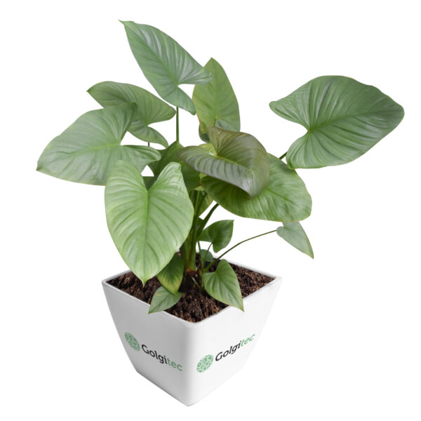 Homalomena Pendula