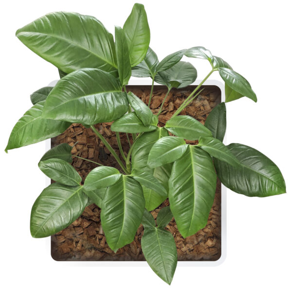 Syngonium Auritum (Bunny Ears) - Image 2