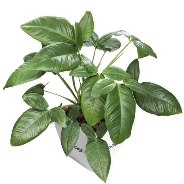 Syngonium Auritum (Bunny Ears)