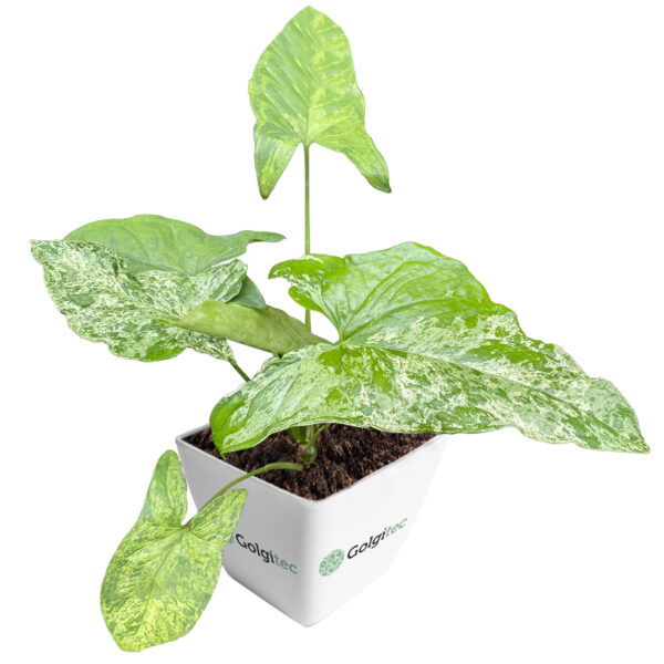 Syngonium Podophyllum 'Mojito'
