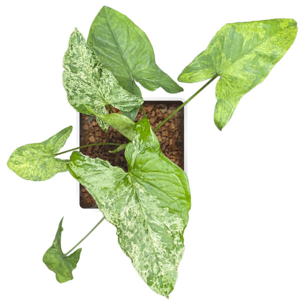 Syngonium Podophyllum 'Mojito' - Image 2