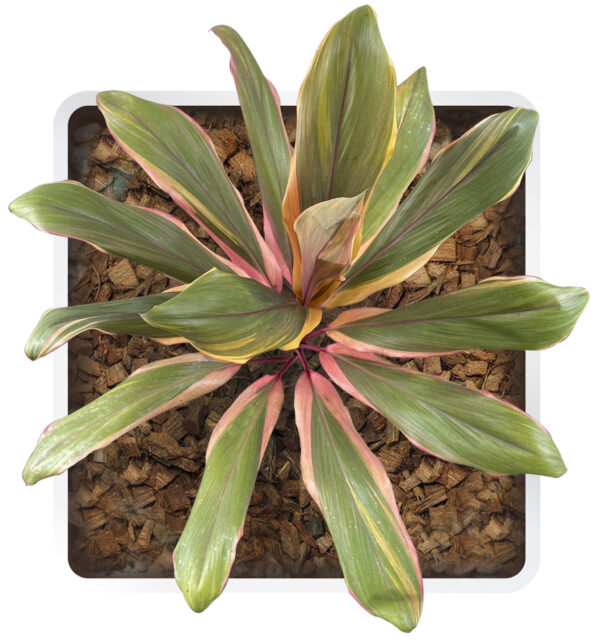 Cordyline Fruticosa 'Early Morning Diamond' - Image 2