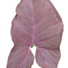Syngonium Podophyllum 'Coral Allusion’ - Image 4