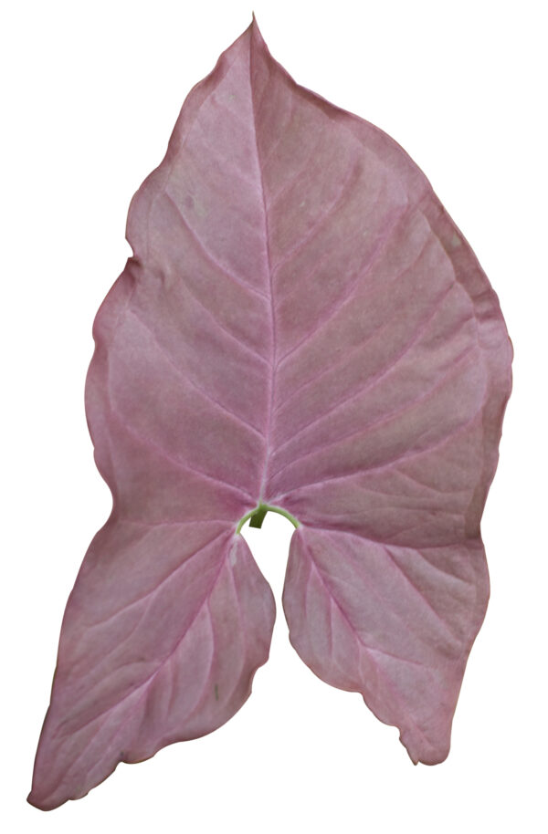 Syngonium Podophyllum 'Coral Allusion’ - Image 4
