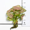 Syngonium Podophyllum 'Coral Allusion’ - Image 6