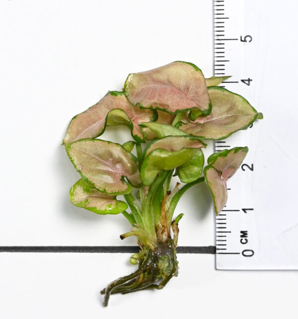 Syngonium Podophyllum 'Coral Allusion’ - Image 6