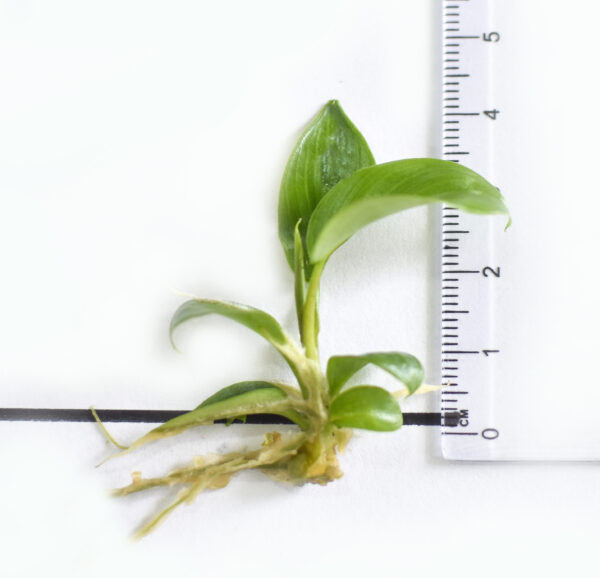 Philodendron Jungle fever - Image 4