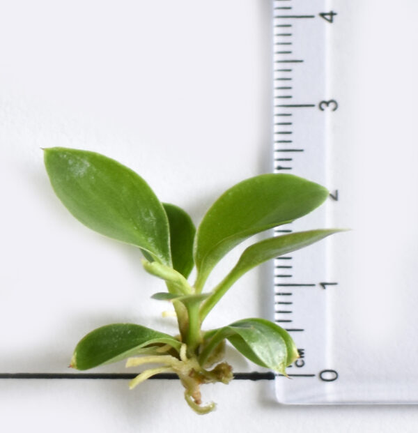 Philodendron Birkin - Image 5