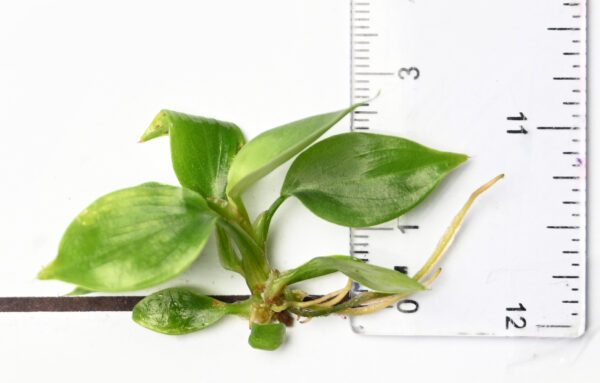 Philodendron Verrucosum - Image 3