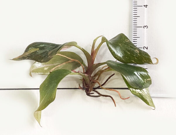 Philodendron Pink Princess - Image 2