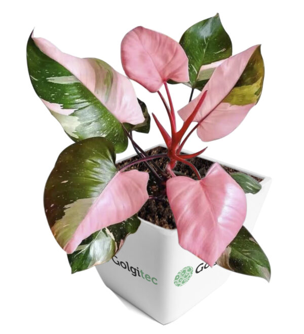 Philodendron Pink Princess