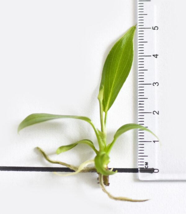 Philodendron Gloriosum - Image 3