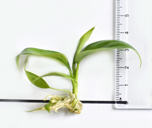 Philodendron Domesticum - Image 3