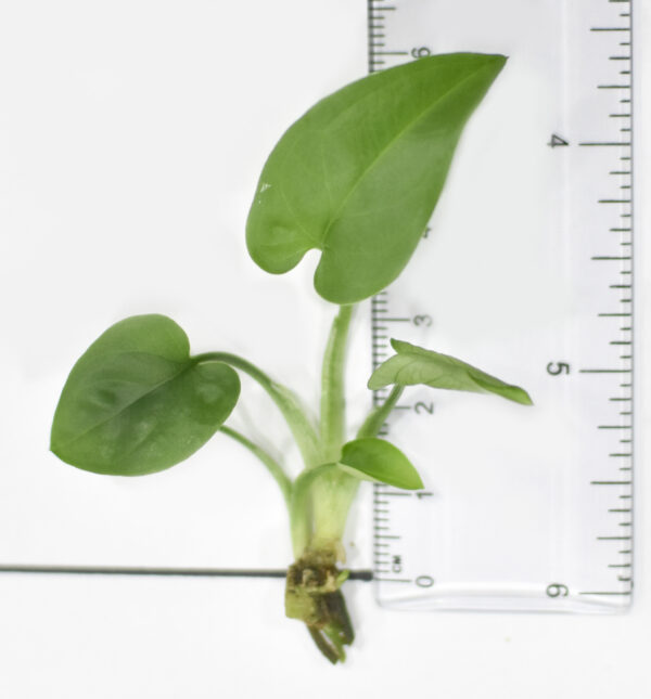 Syngonium Auritum (Bunny Ears) - Image 5