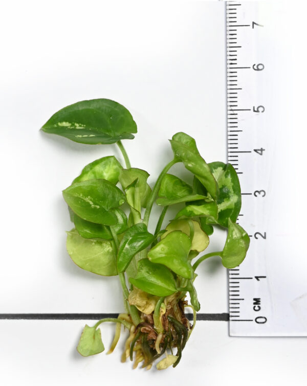 Syngonium Podophyllum ‘Moonshine’ - Image 4