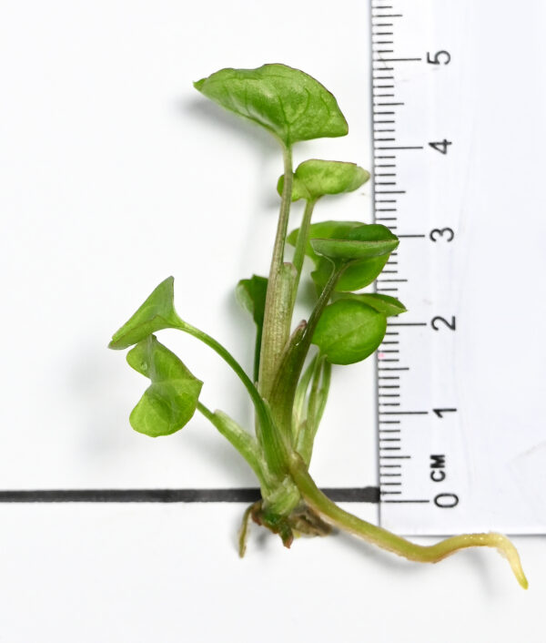 Syngonium Podophyllum 'Pixie (Dwarf)' - Image 5