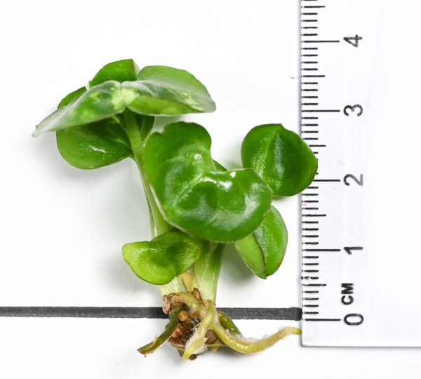 Syngonium Podophyllum 'Bold allusion' (Or Elephant Ear T24) - Image 5