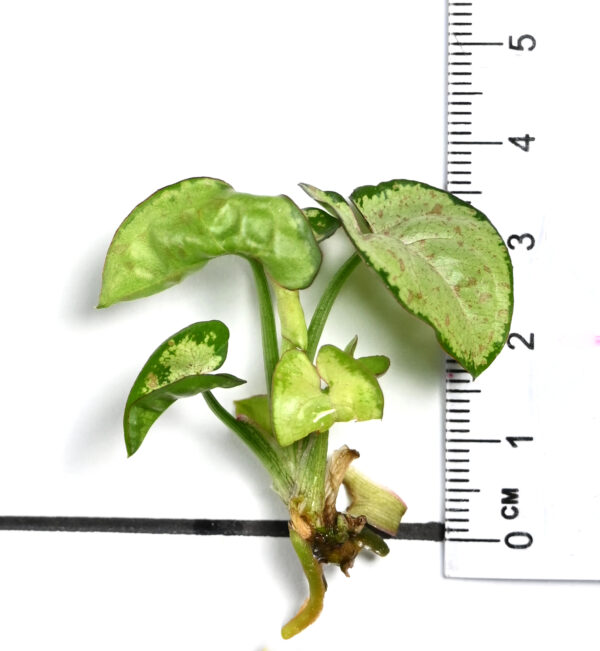 Syngonium podophyllum 'Milk Confetti' - Image 5