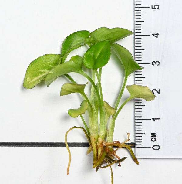 Syngonium Podophyllum 'Orm Manee Mutation' - Image 5