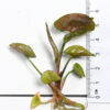 Syngonium Podophyllum ‘Red Plum Allusion’ - Image 5