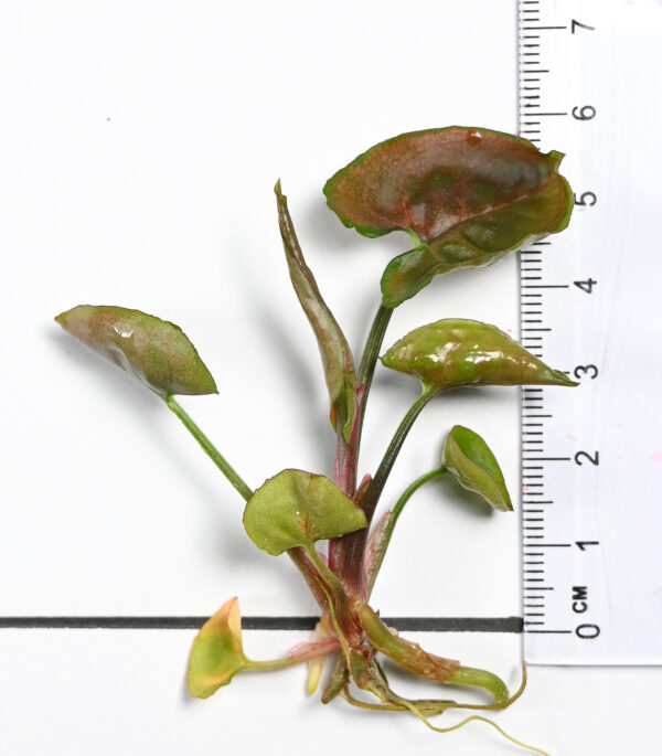 Syngonium Podophyllum ‘Red Plum Allusion’ - Image 5