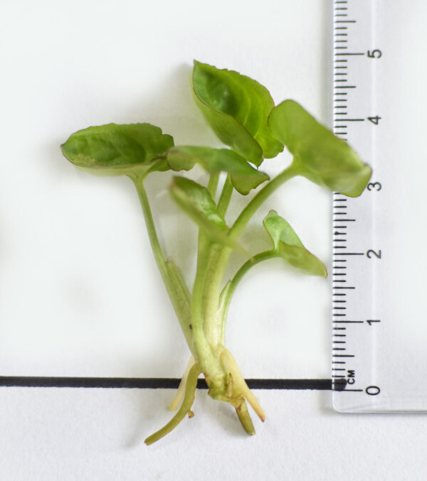 Syngonium Podophyllum 'Dwarf Princess' - Image 5
