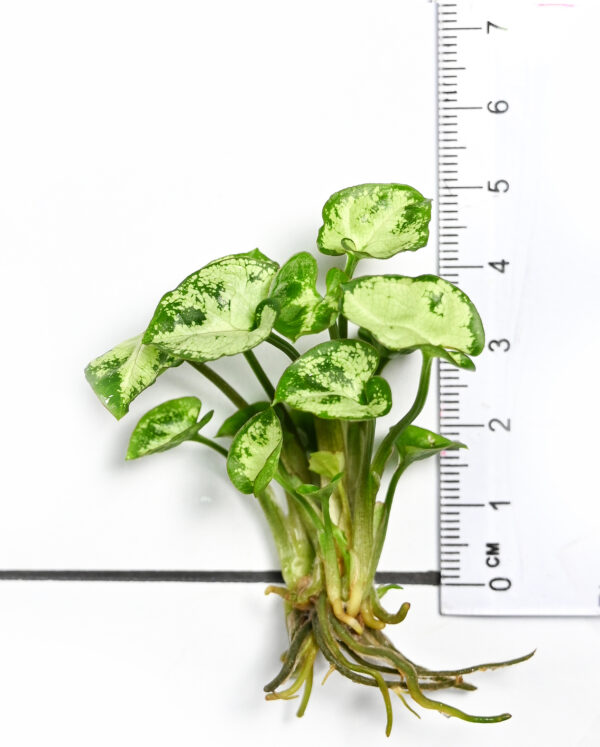 Syngonium Podophyllum  'Moonshine Dwarf Lush' - Image 5