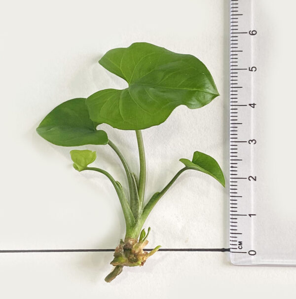 Syngonium Podophyllum 'Mojito' - Image 5