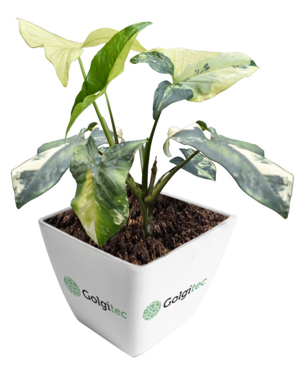 Syngonium Podophyllum 'Aurea yellow variegated'