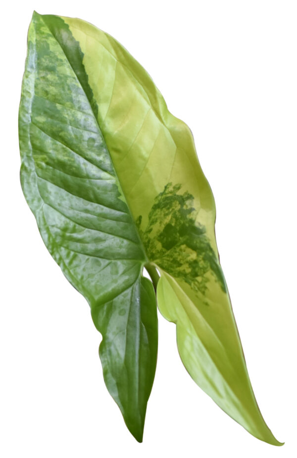Syngonium Podophyllum 'Aurea yellow variegated' - Image 2