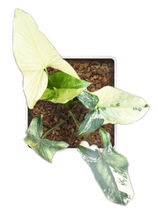Syngonium Podophyllum 'Aurea yellow variegated' - Image 4
