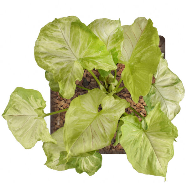 Syngonium Podophyllum 'Golden Allusion' - Image 3