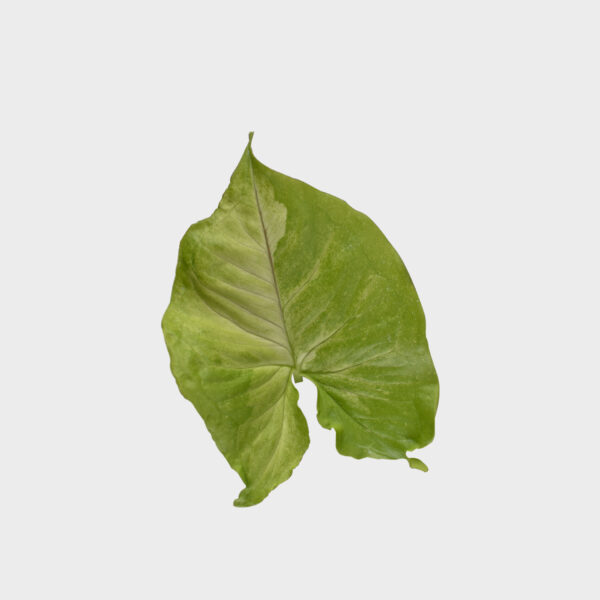 Syngonium Podophyllum 'Golden Allusion' - Image 2