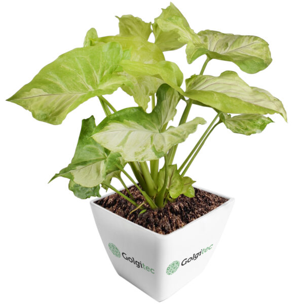 Syngonium Podophyllum 'Golden Allusion'