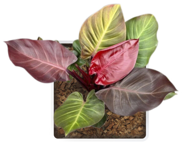 Philodendron Cherry Red