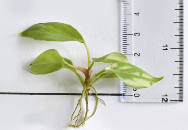 Philoodendron  Nangaritense (hair stalk) - Image 3