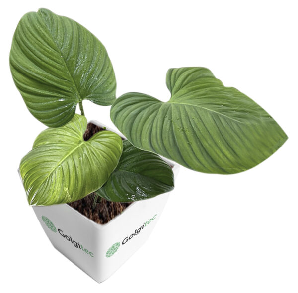 Philoodendron  Nangaritense (hair stalk)